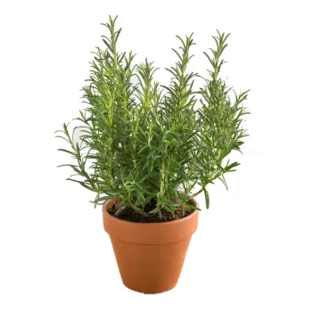 Rosemary Herbal Plant